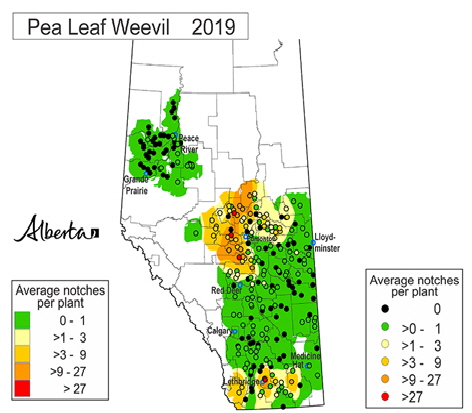 af-pea-leaf-weevil-survey-2019-small