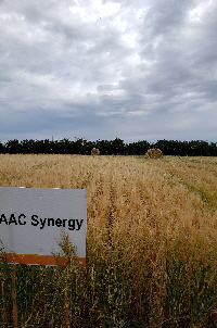 AAC Synergy