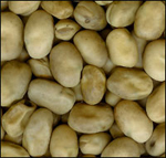 Snowbird Faba Beans